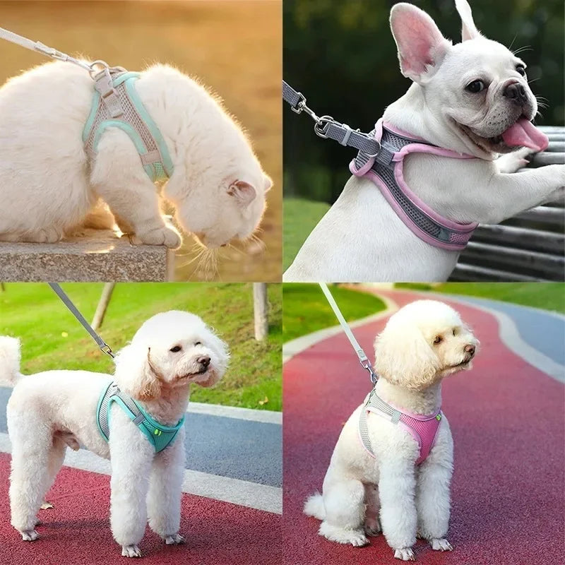 Arnés para gatos con correa – transpirable, cómodo y seguro