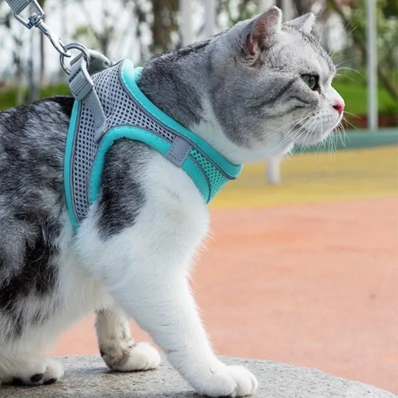 Arnés para gatos con correa – transpirable, cómodo y seguro